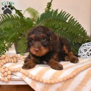 Chance, Cavapoo Puppy